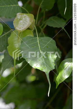 India Bodaiju India Bodaiju 129586009