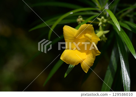 Dione Spinulusum 129586010