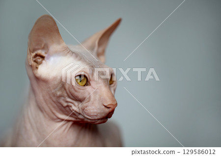 Cute Hairless Cat Sphynx Portrait Cute Hairless Cat Sphynx Portrait 129586012