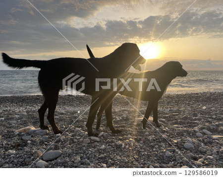 Cute dogs on summer beach in sun light Cute dogs on summer beach in sun light 129586019