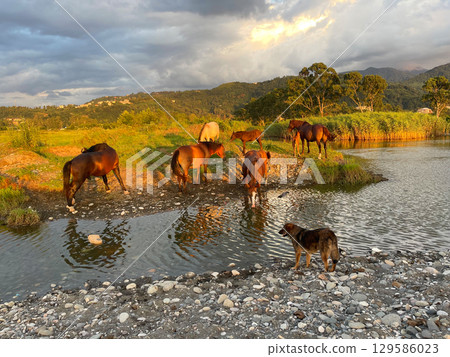 Horses in the sunlit on beautiful nature background 129586023