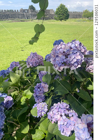 Beautiful flowers at the old roman fortress Beautiful flowers at the old roman fortress 129586031