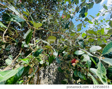 Crimson feijoa blossoms. Secret garden tranquility Crimson feijoa blossoms. Secret garden tranquility 129586033