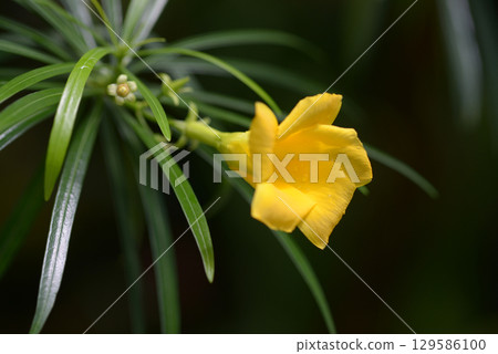 Dione Spinulusum 129586100