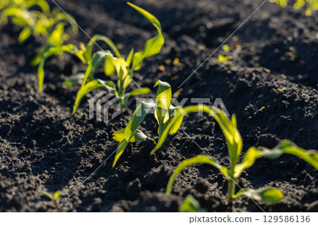 Rows of small green corn plants are growing in dark, moist soil. Sunlight illuminates the young crops in a field during the spring season 129586136