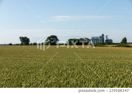 A large field of grain stretches towards a group of grain elevators, trees, and the distant horizon on a bright, clear day with a blue sky above 129586147