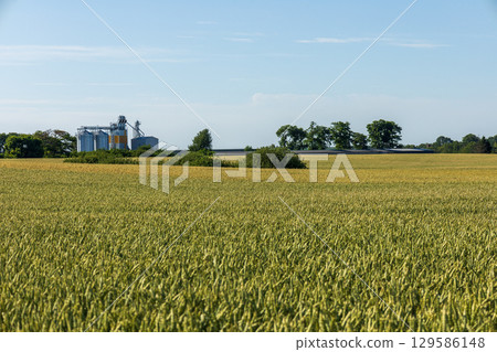 Green wheat field meets blue sky. Distant silos and farm buildings Green wheat field meets blue sky. Distant silos and farm buildings 129586148