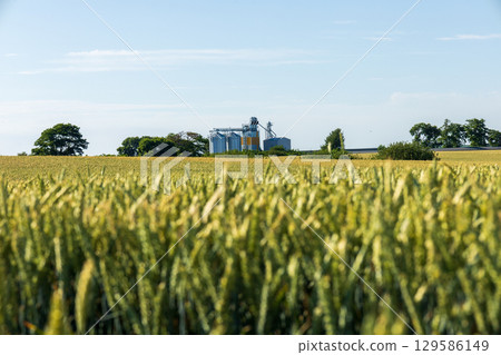 A golden wheat field stretches to the horizon in rural England A golden wheat field stretches to the horizon in rural England 129586149