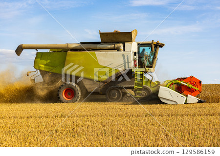 A large, green and white combine harvester works in a wheat field, cutting and threshing the ripened crop under a blue sky during the harvest 129586159