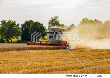 A combine harvester moves through a field of golden wheat, cutting the crop and generating dust during a summer day 129586160