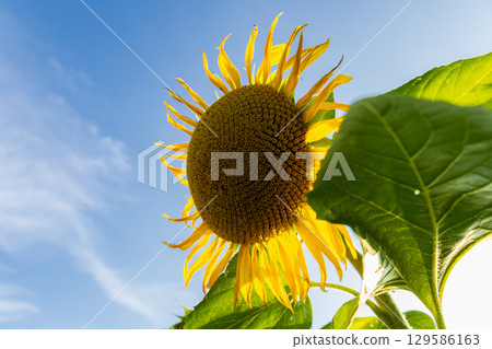 A sunflower blooms with its yellow petals and large brown center against a clear blue sky on a sunny day. Large green leaves frame the bloom A sunflower blooms with its yellow petals and large brown center against a clear blue sky on a sunny day. Large green leaves frame the bloom 129586163