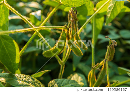 Several vibrant green soybean pods dangle from a plant in a farm field. Sunlight highlights the fuzzy textures of the pods and leaves during daytime 129586167