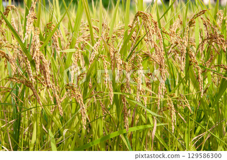 Rice ears just before harvest 15 Rice ears just before harvest 15 129586300