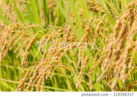Rice ears just before harvest 4 129586337