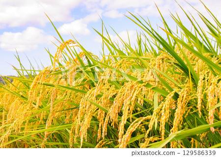 Rice ears just before harvest 6 Rice ears just before harvest 6 129586339