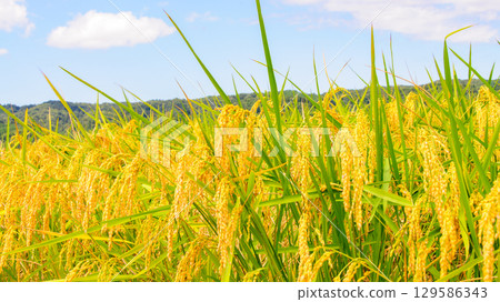 收成前的稻穗 10 129586343