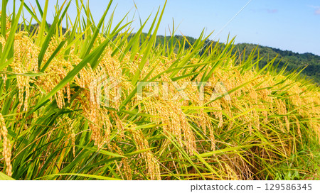 Rice ears just before harvest 12 129586345