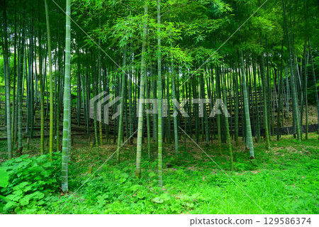Tennomori Izumi Park in summer Tennomori Izumi Park in summer 129586374