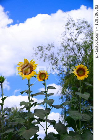 Tennomori Izumi Park in summer 129586382