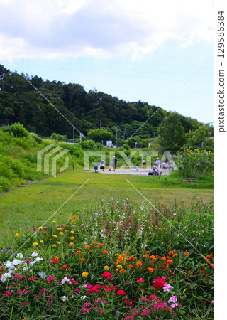 夏天的天之森泉公園 129586384