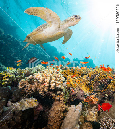 Underwater Tropical Corals Reef with Turtle and colorful sea fish. Marine life sea world. Tropical colourful underwater seascape. 129586526