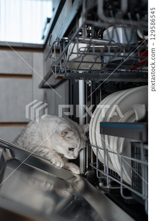 Curious grey Scottish Straight cat playing with dishwasher racks. Concept of domestic life, playful exploration, and the curious nature of pets in household settings. 129586545