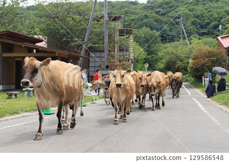 Kozu Farm (famous for its long queue of Jersey cows) Kozu Farm (famous for its long queue of Jersey cows) 129586548
