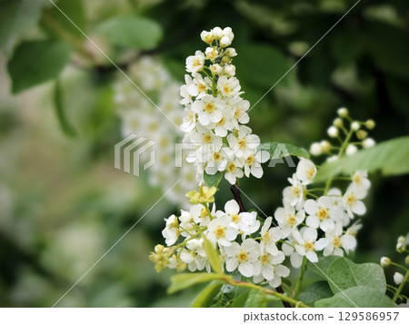 Springtime White Flower Cluster with Green Leaves 129586957