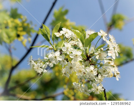 Cherry Tree Flowers Blooming Under Clear Blue Spring Sky Cherry Tree Flowers Blooming Under Clear Blue Spring Sky 129586962