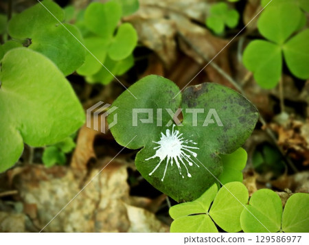 Bird Excrement Detail on Plant Leaf 129586977
