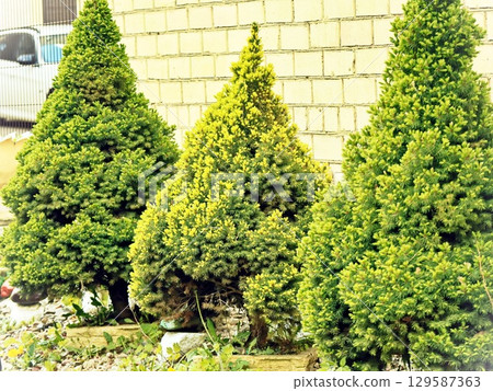 Shaped Evergreen Bushes in a Garden by a Brick Wall 129587363