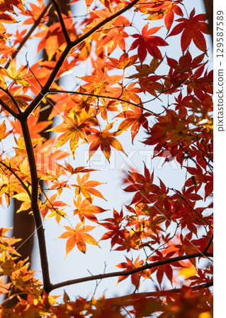 Autumn leaves of National Musashi Hills Forest Park 129587589