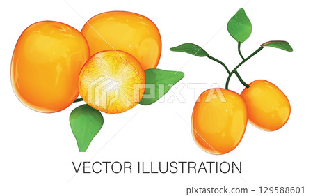 Realistic 3D Kumquat Set: Whole Fruits and Twig Illustration with Transparent Background 129588601