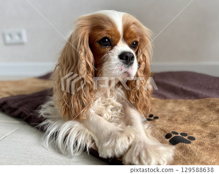 Beautiful King Charles spaniel, English toy spaniel at home. Photo Beautiful King Charles spaniel, English toy spaniel at home. Photo 129588638