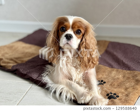 Beautiful King Charles spaniel, English toy spaniel at home. Photo Beautiful King Charles spaniel, English toy spaniel at home. Photo 129588640