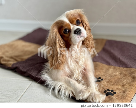 Beautiful King Charles spaniel, English toy spaniel at home. Photo Beautiful King Charles spaniel, English toy spaniel at home. Photo 129588641