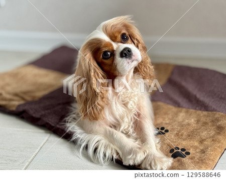 Beautiful King Charles spaniel, English toy spaniel at home. Photo Beautiful King Charles spaniel, English toy spaniel at home. Photo 129588646
