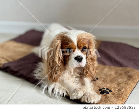 Beautiful King Charles spaniel, English toy spaniel at home. Photo 129588652