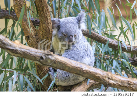 Tama Zoological Park Koala Tama Zoological Park Koala 129589117