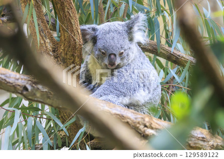 Tama Zoological Park Koala 129589122