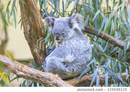 多摩動物公園考拉 129589129