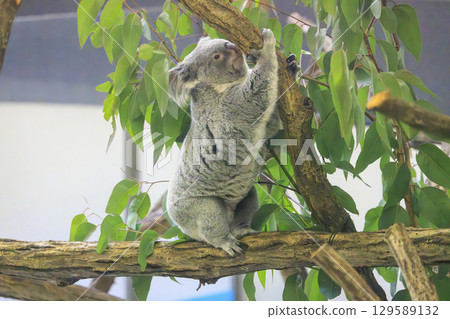多摩動物公園考拉 多摩動物公園考拉 129589132
