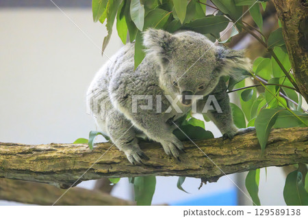 多摩動物公園考拉 129589138