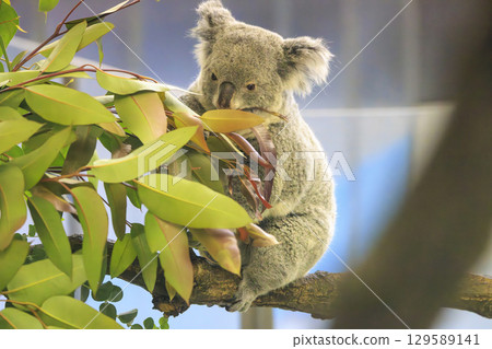 多摩動物公園考拉 129589141