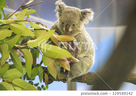 多摩動物公園考拉 129589142