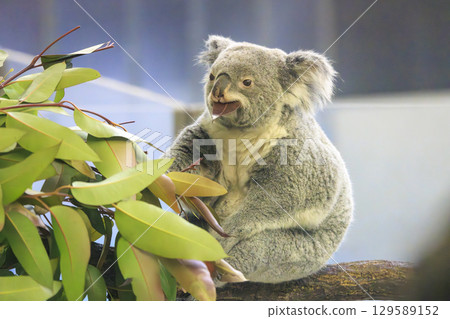 多摩動物公園考拉 多摩動物公園考拉 129589152