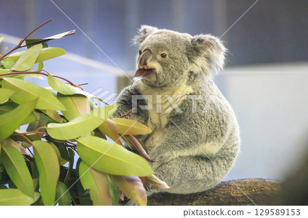 多摩動物公園考拉 129589153