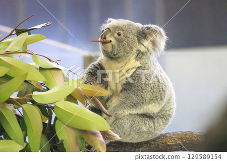 多摩動物公園考拉 129589154