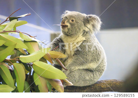 多摩動物公園考拉 129589155