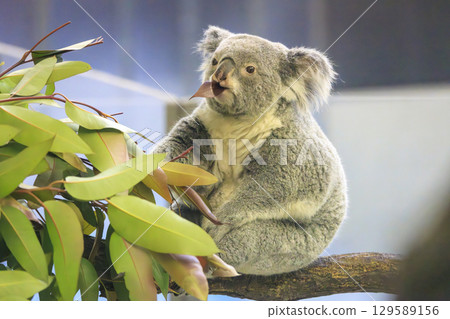 多摩動物公園考拉 129589156